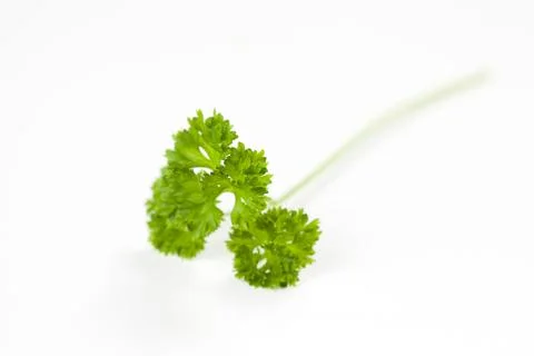 Parsley leaf isolated Stock Photos