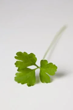 Parsley leaf isolated Stock Photos