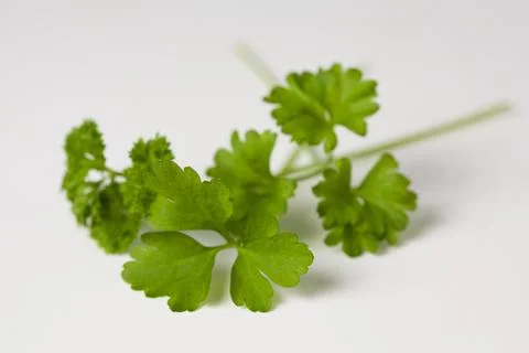 Parsley leaf isolated Stock Photos