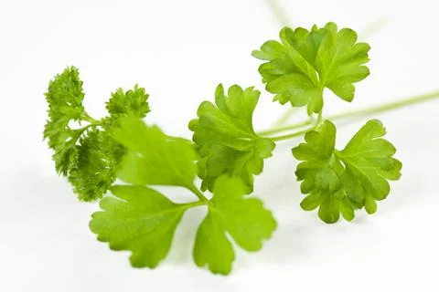 Parsley leaf isolated Stock Photos