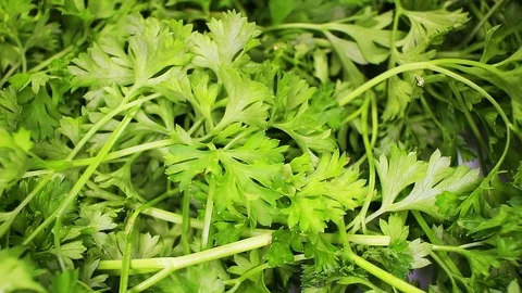 Parsley leaf leaves closeup texture rotating video background Stock Footage 113145109