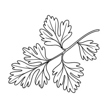 Parsley Leaf Line Art – Hand Drawn Herb Botanical Outline Illustration Stock Illustration