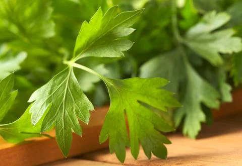 Parsley leaf Stock Photos