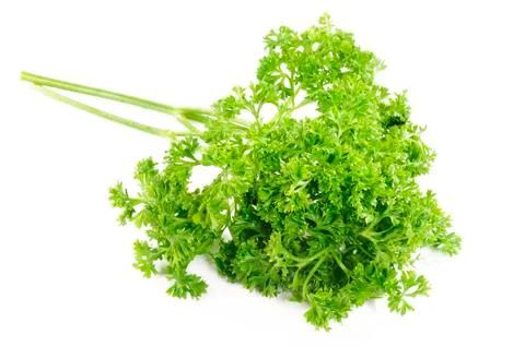 Parsley leaf Stock Photos