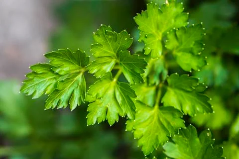 Parsley Leaf Stock-Fotos