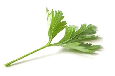 Parsley leaf on white background Stock Photos