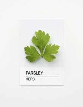 Parsley leaf on white paper Stock Photos
