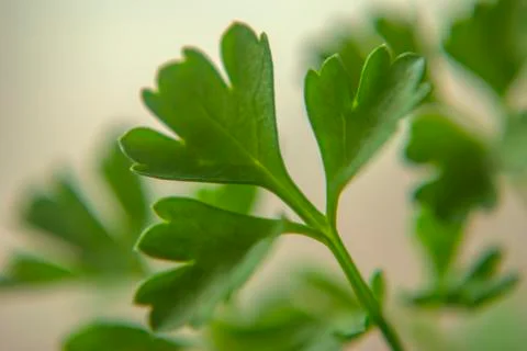 Parsley leafs closeup Stock Photos