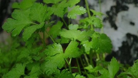 Parsley leaves Stock Footage 131206922