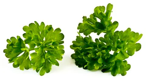 Parsley leaves Stock Photos