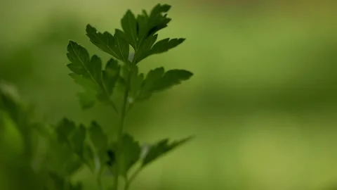 Parsley leaves with soft focus background emphasizing freshness and vitality  Stock Footage 275003775