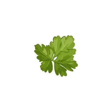 Parsley leaves vector pattern isolated Stock Illustration