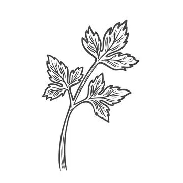 Parsley line drawing Stock Illustration