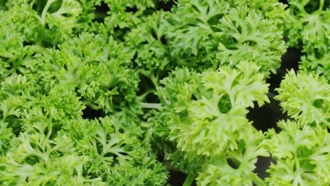Parsley macro Hd Stock Footage 229449353