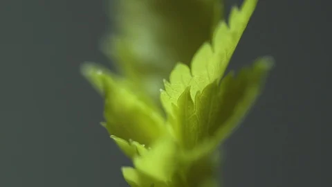 Parsley macro isolated dark Stock Footage 119079951