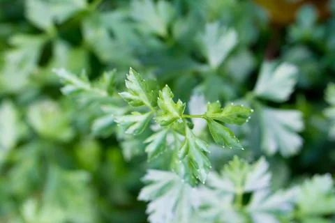 Parsley. macro Stock Photos
