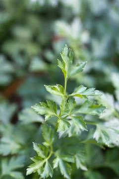 Parsley. macro Stock Photos