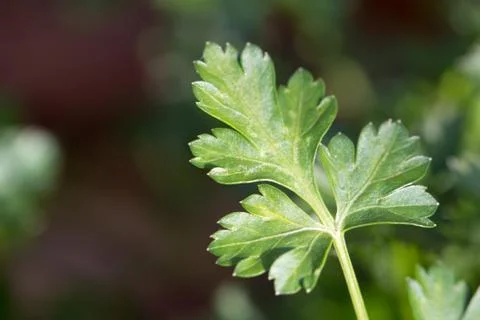 Parsley. macro Stock Photos