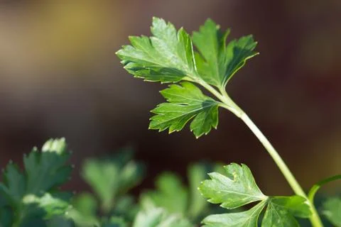 Parsley. macro Stock Photos