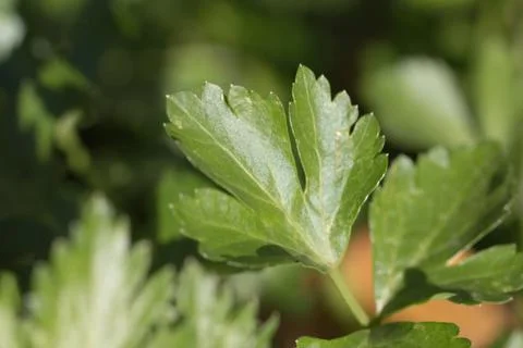 Parsley. macro Stock Photos