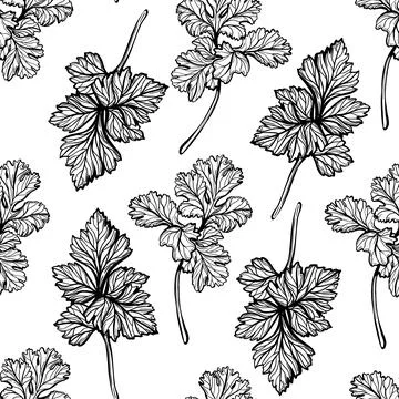 Parsley pattern. Aromatic spice, healthy herbs. Hand-drawn vector illustration Stock Illustration