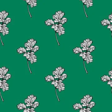 Parsley pattern. Aromatic spice, healthy herbs. Stock Illustration
