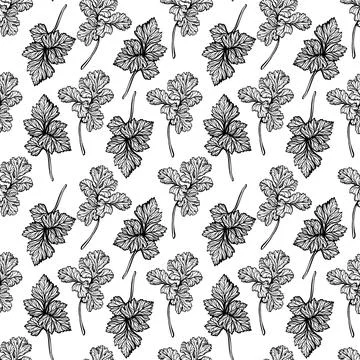 Parsley pattern. Aromatic spice, healthy herbs. Hand-drawn vector illustration Stock Illustration
