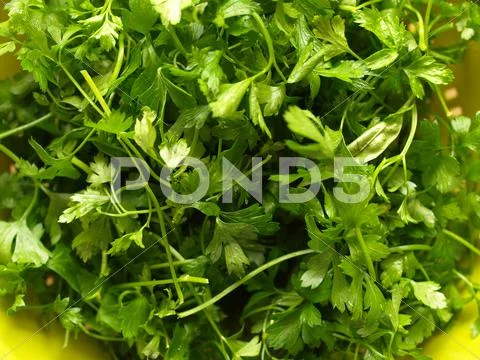 Parsley Stock Photos
