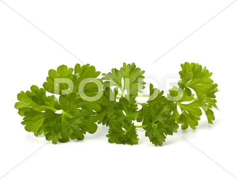 Parsley Stock Photos