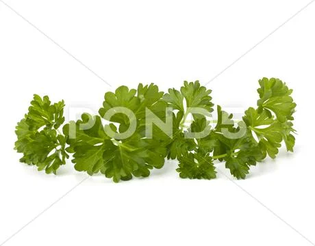 Parsley Stock Photos