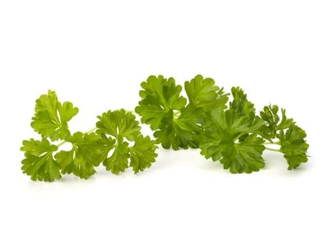 Parsley Stock Photos