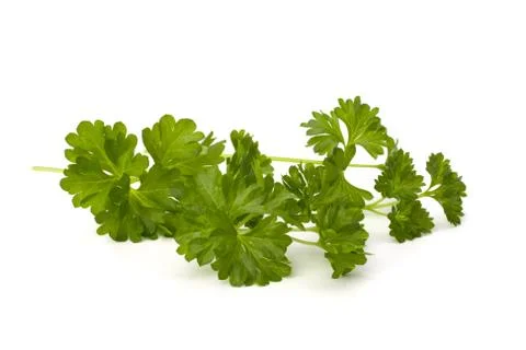 Parsley Stock Photos