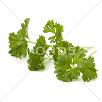 Parsley Stock Photos