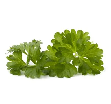 Parsley Stock Photos