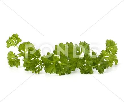 Parsley Stock Photos