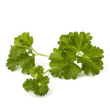 Parsley Stock Photos