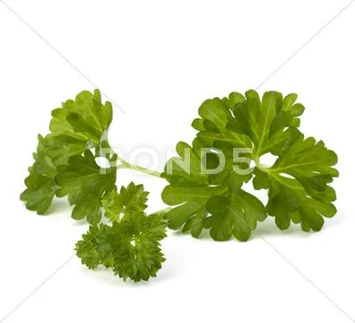 Parsley Stock Photos