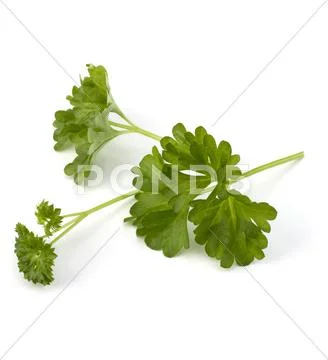 Parsley Stock Photos