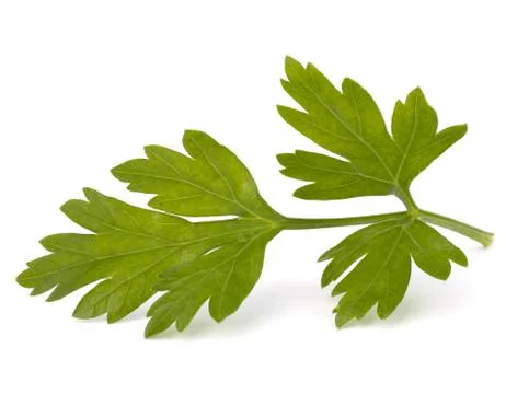 Parsley Stock Photos