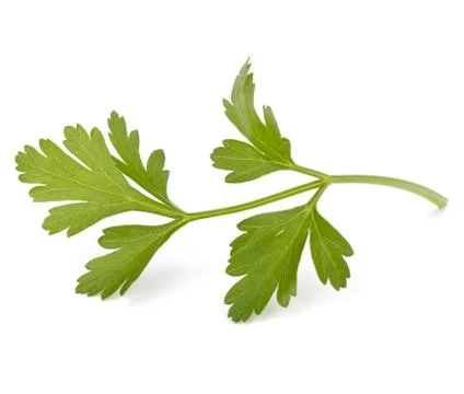 Parsley Stock Photos