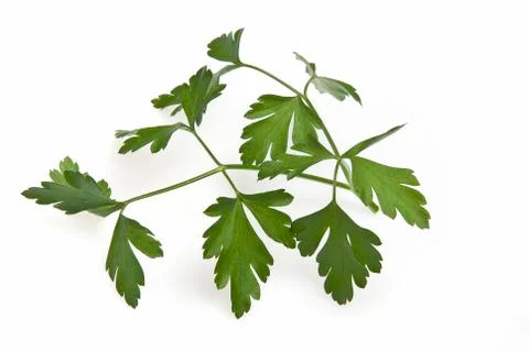 Parsley. Stock Photos