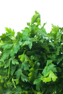 Parsley Stock Photos