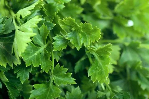 Parsley Stock Photos