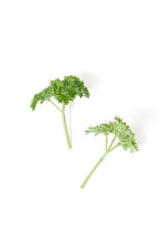 Parsley Stock Photos