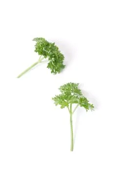 Parsley Stock Photos