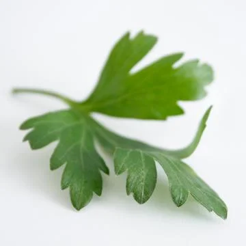 Parsley Stock Photos