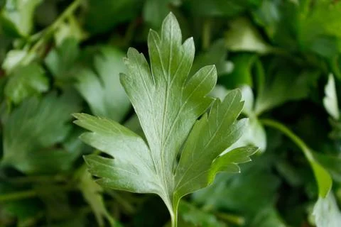 Parsley Stock Photos