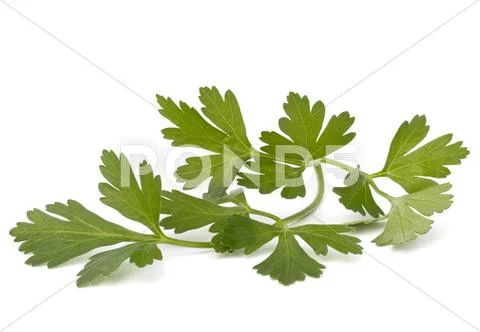 Parsley Stock Photos