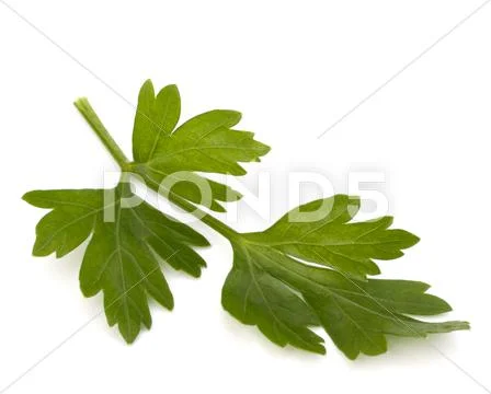 Parsley Stock Photos