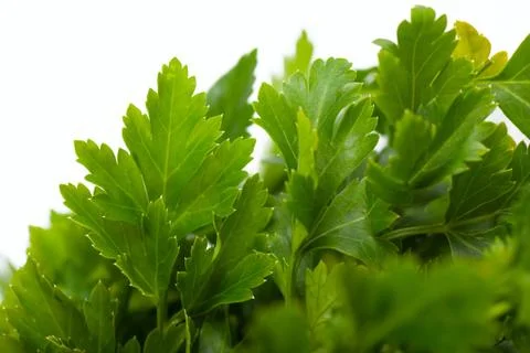 Parsley Stock Photos